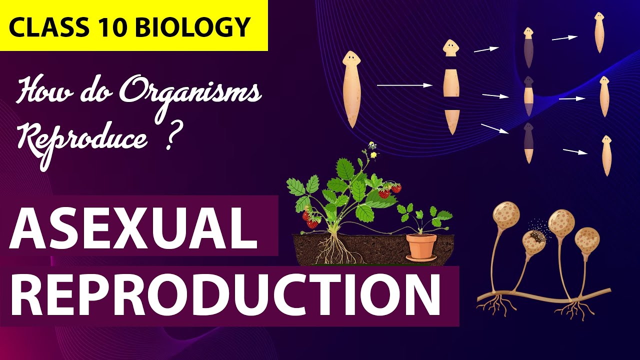 Class 10 reproduction | Asexual reproduction  CBSE Class 10 Biology Chapter 7 | NCERT
