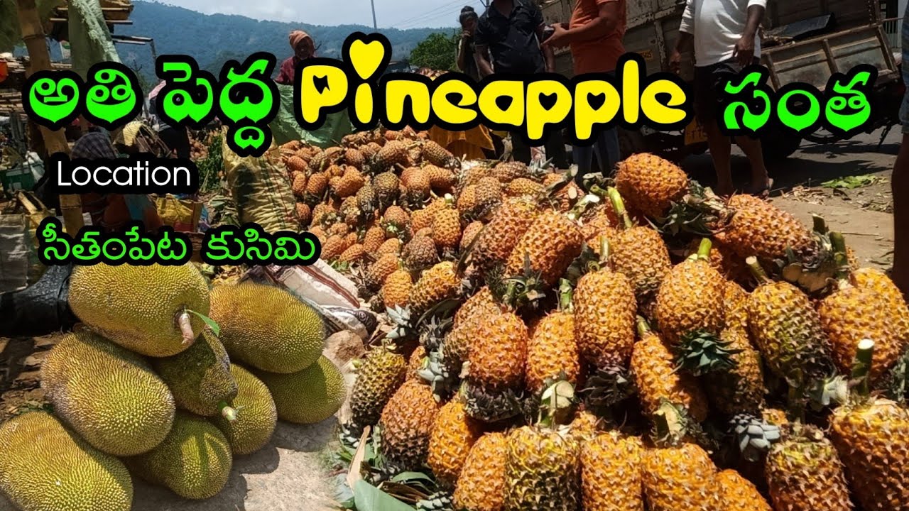 అతి పెద్ద Pineapple సంత/The Biggest Pineapple Market in Araku Seethampeta Tribals