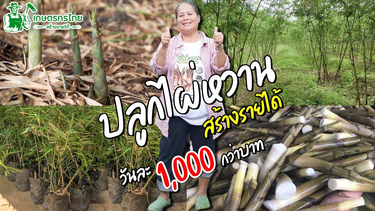 ปลูกไผ่หวาน สร้างรายได้ วันละ 1,000 กว่าบาท l Ep76 ชมสวนเกษตรกรไทย