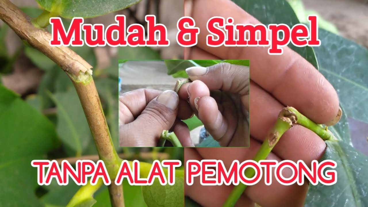 Cara mudah perbanyak bibit jambu air||Teknik patah batang sebelum di tanam