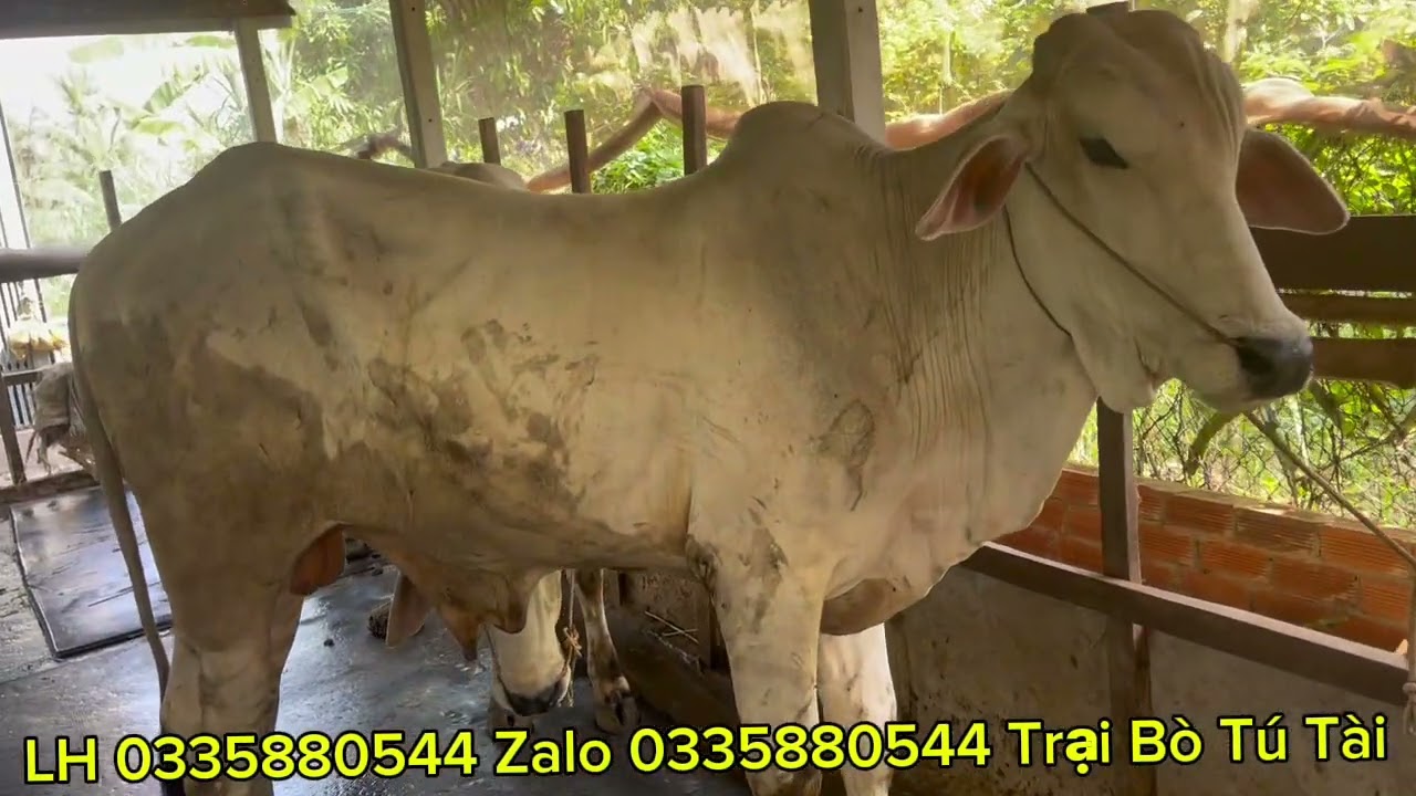 Trại Bò Tú Tài cập nhật lô bò lớn ngày 15/3/2026