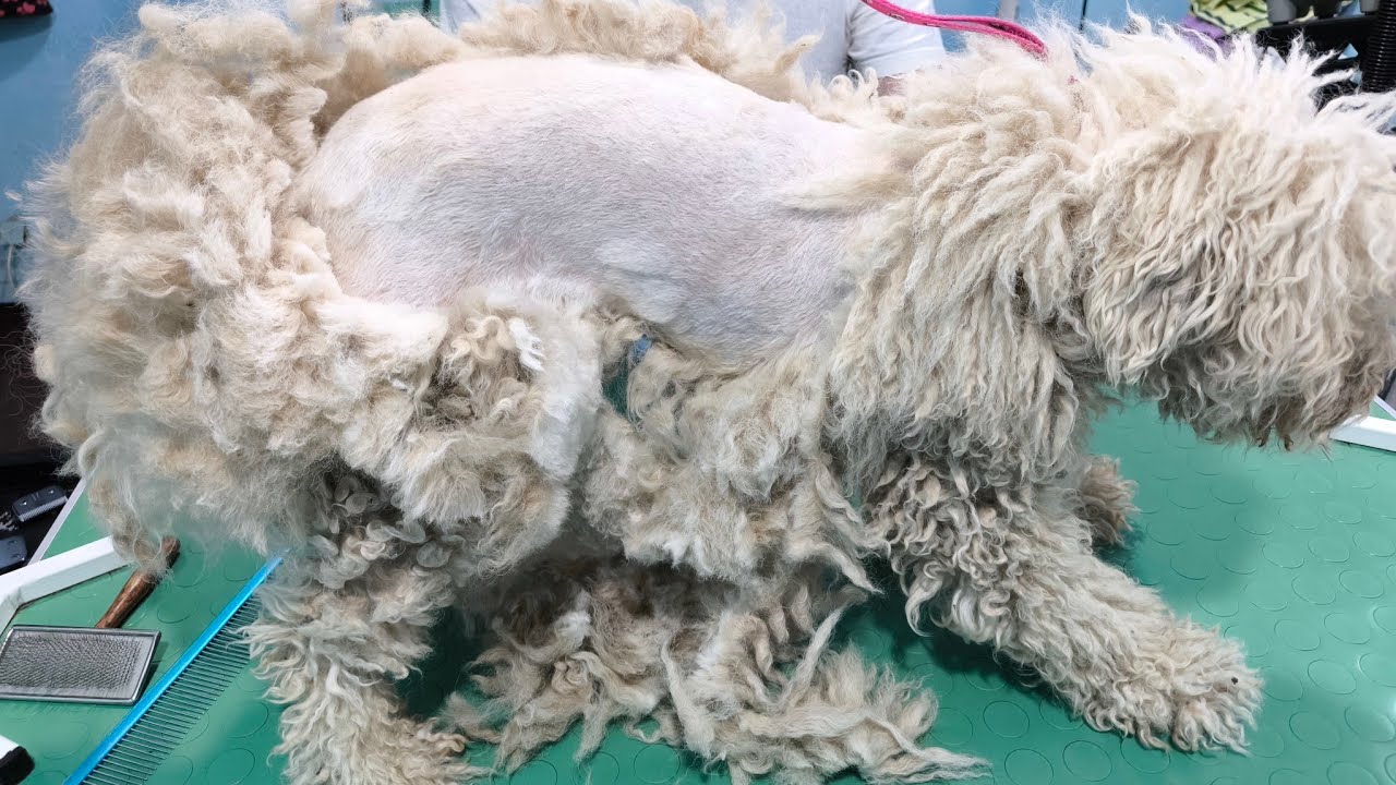 Is This A Dog Or A SHEEP