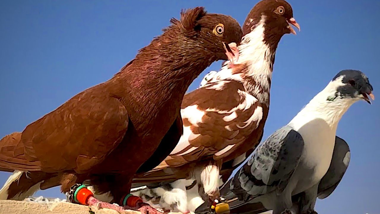 احلا حمام وطيور كش
