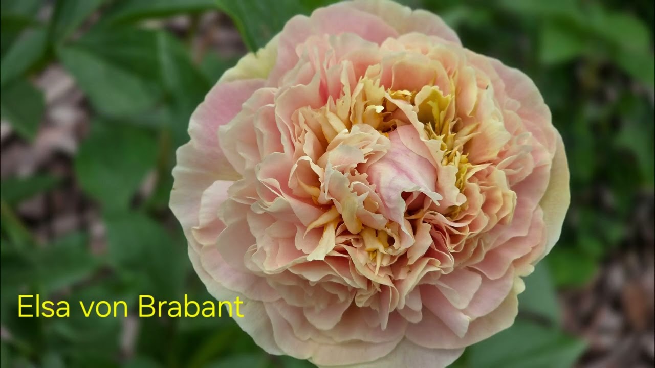 Моя прекрасна Ельза. Півонія Elsa von Brabant перший рік після посадки.2025р