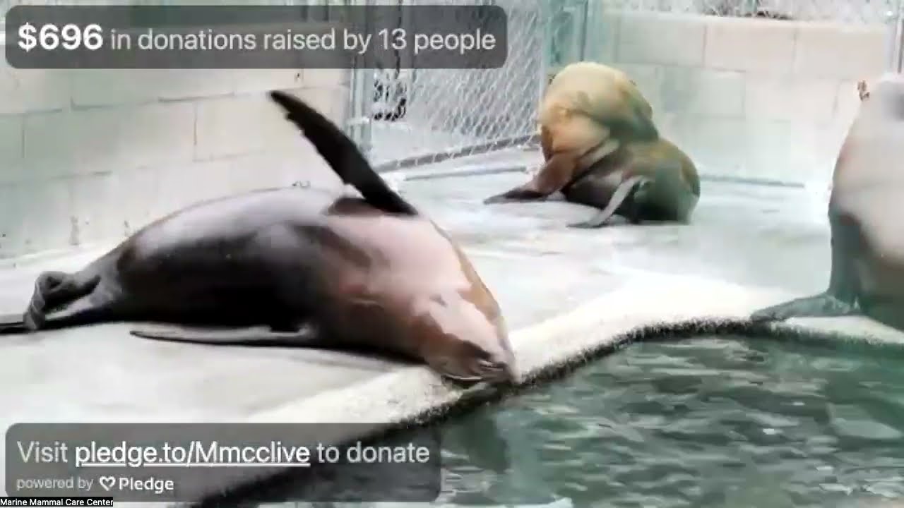 Behind-the-Scenes Livestream at the Marine Mammal Care Center