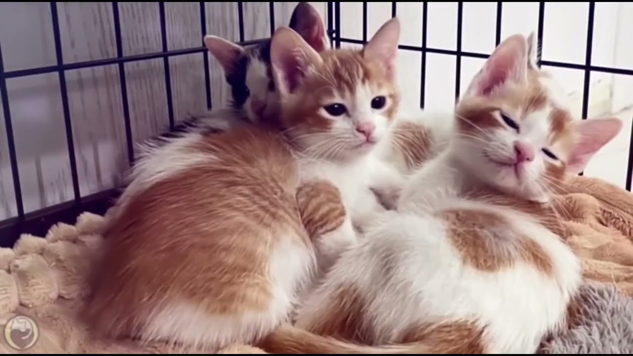 Playlist(cat purring) - Cuddle Up with This Adorable Cat! 🐱💖