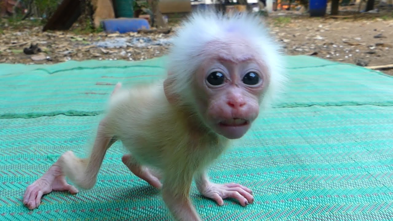The baby monkey is very hungry and cries for its mother's water.