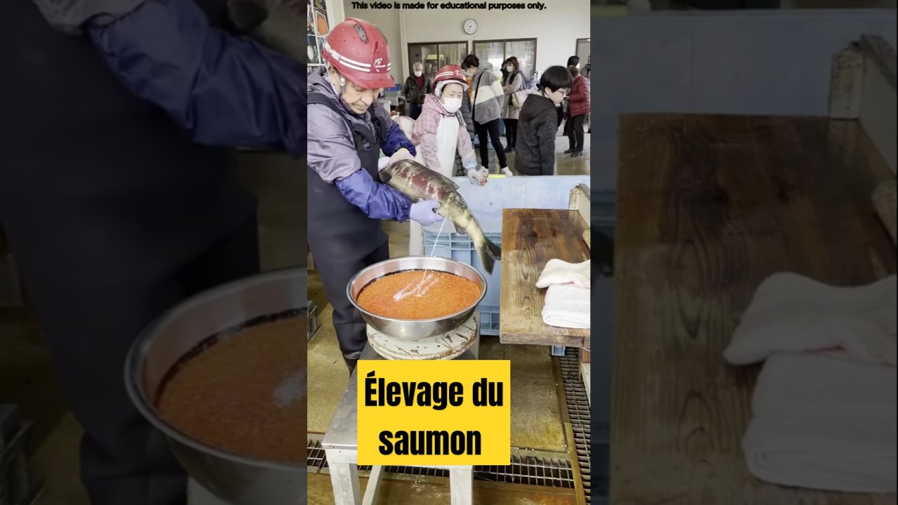 les saumons en &eacute;levage