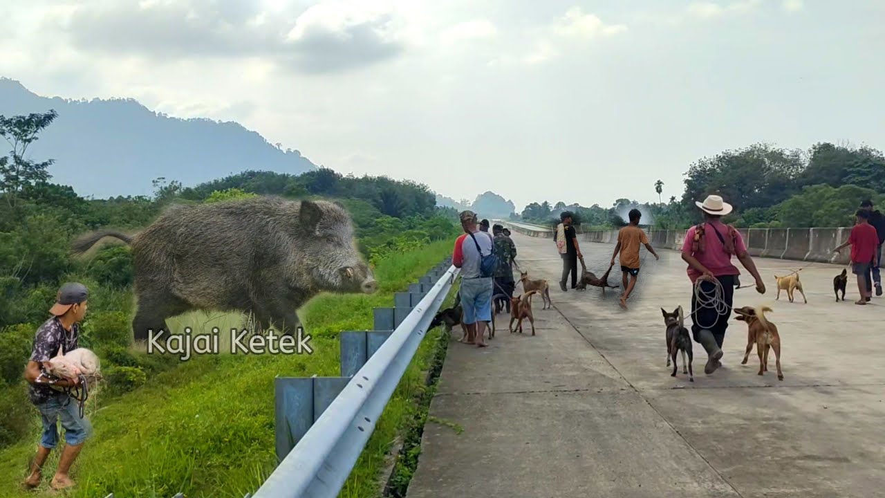Amazing‼️Babi hutan Super besar penghuni TOL di lumpuhkan | Kajai Ketek Kasang #wildboar