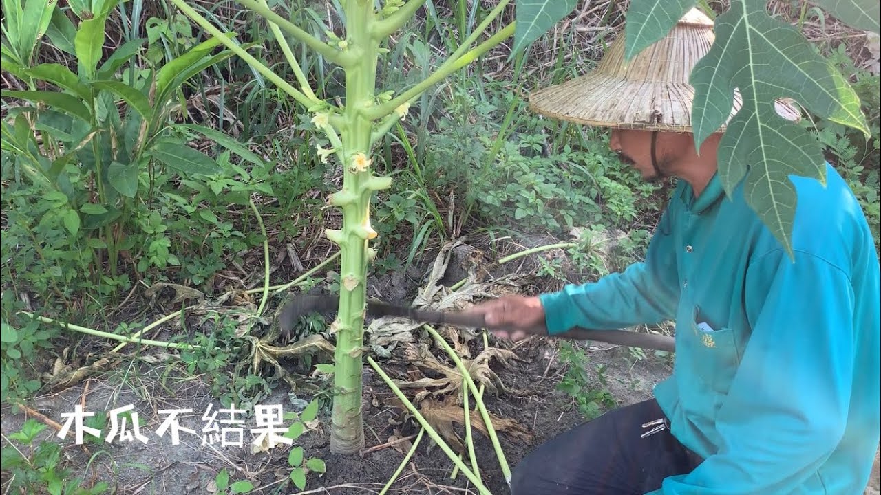 種的木瓜不結果～砍幾刀就長瓜～很簡單