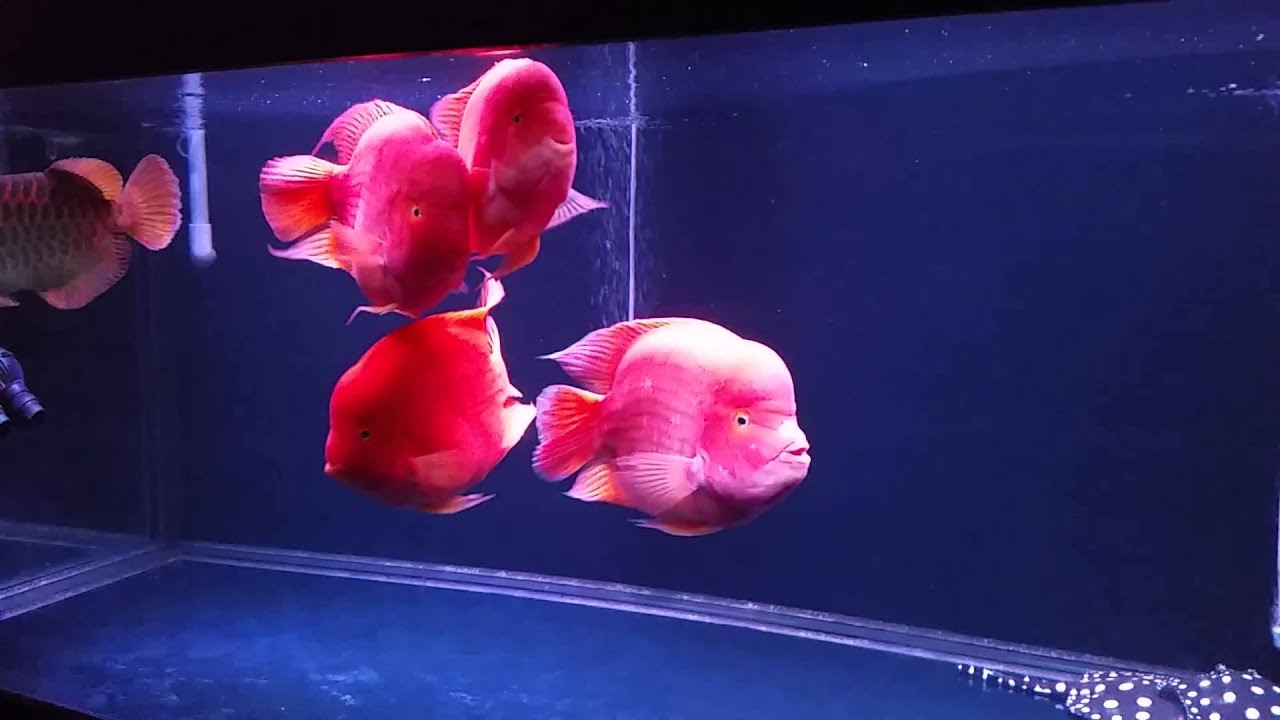 Top Quality Yuan Bao import from Taiwan