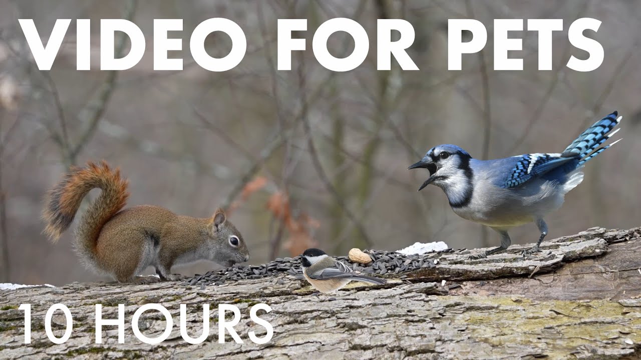 Cat TV for Pets to Watch 🐱 - 10 Hours of Red Squirrels, Birds and Forest Friends - Jan 16, 2026