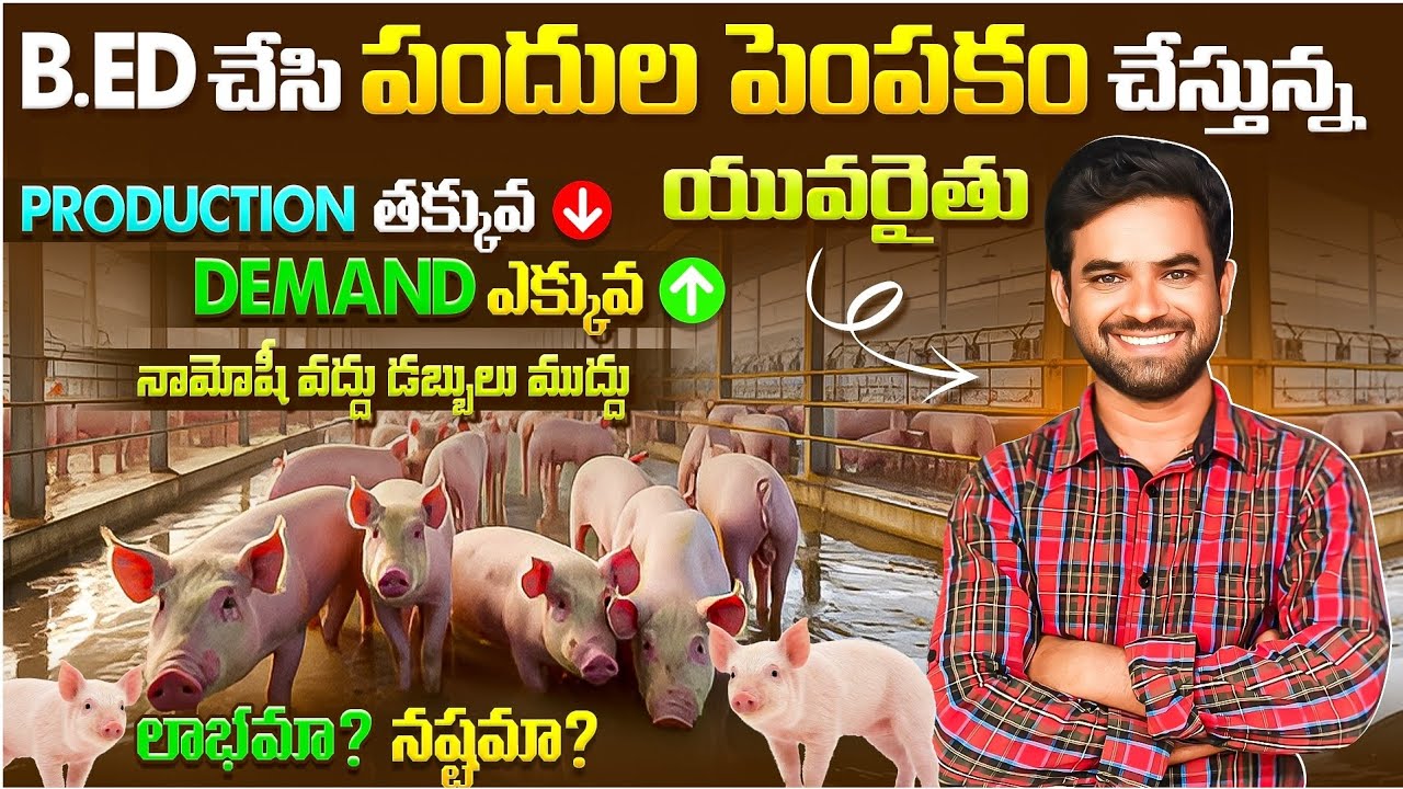 low production high demand pig farming// pig farming telangana// #pigfarming#pigfarm#telugu#trending