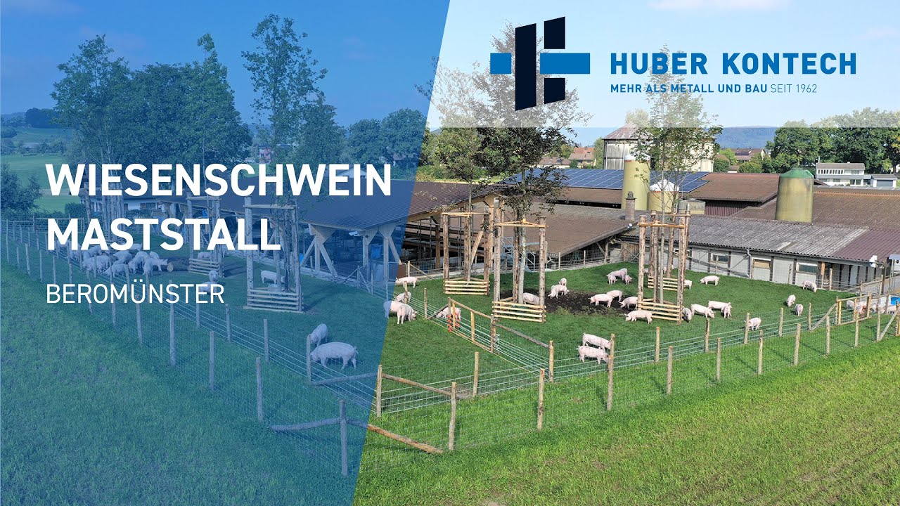 Wiesenschwein Maststall Berom&uuml;nster