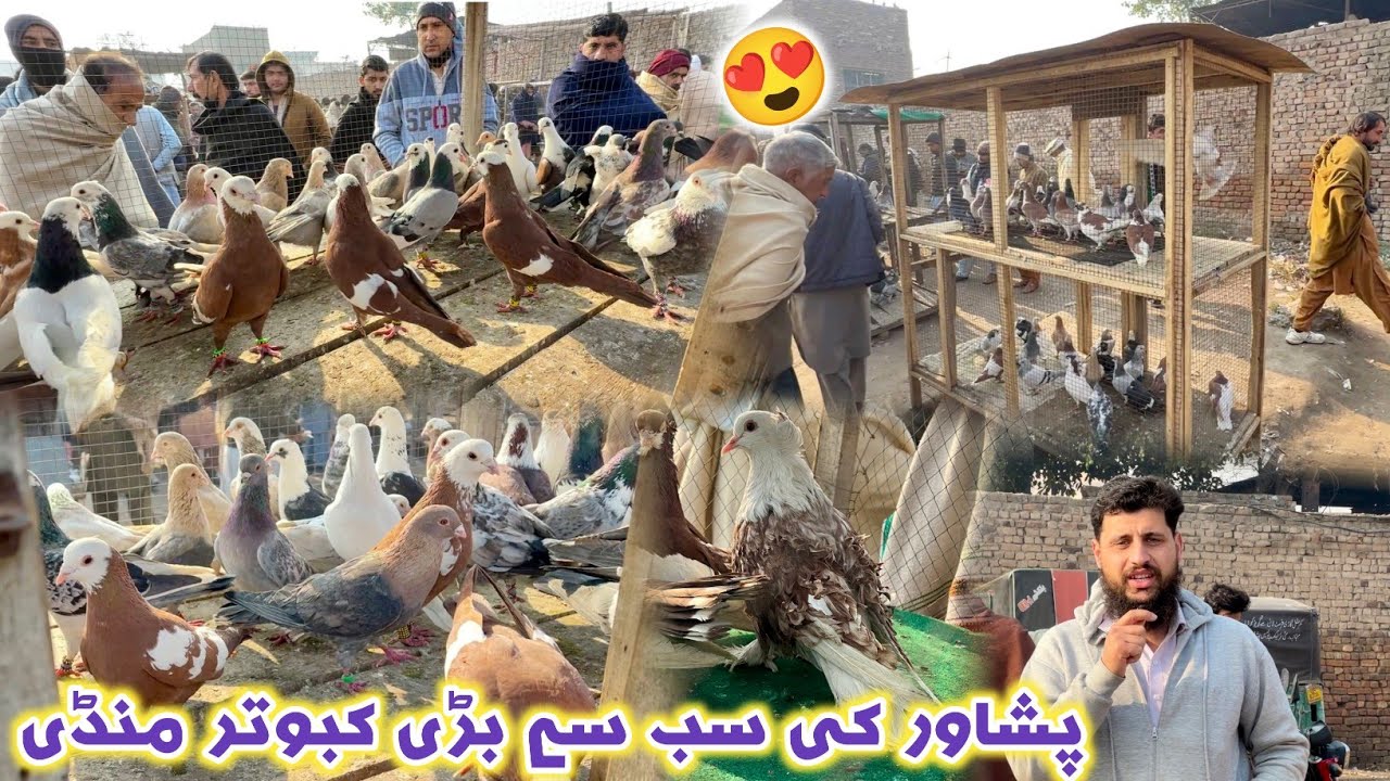 Birds Market Peshawar Pigeon Largest Mandi Ring Road Racer & Sherazi Kabootar | Izhar Ali Shah vlogs