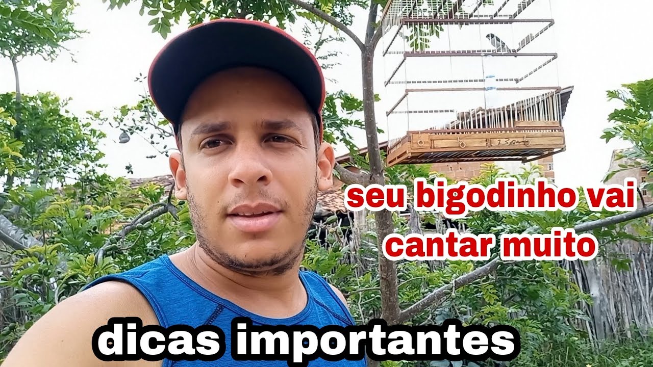 como foguear bigodinho. e deixar ele cantando muito
