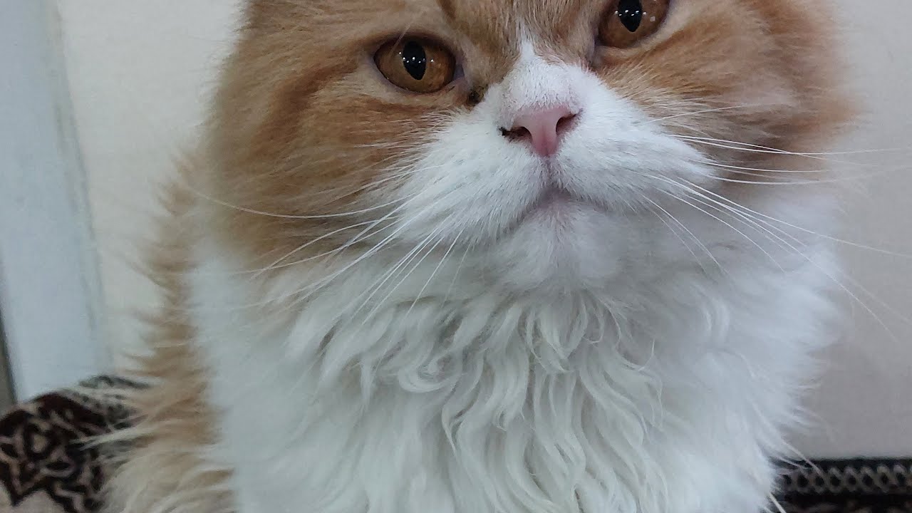 Cute cat funny pet video