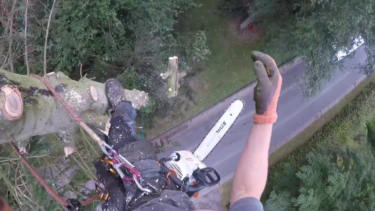Abattage de trois sapins proche des câbles électriques