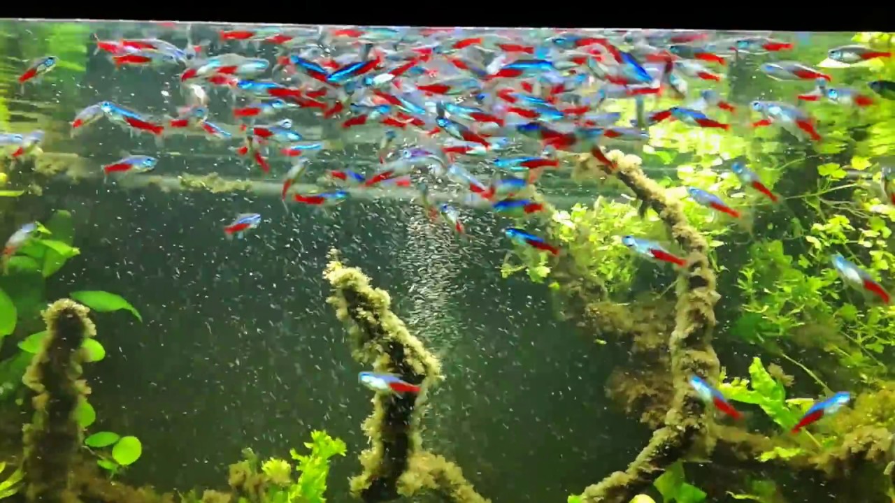 Neon tetra - neonka obecná  :-)