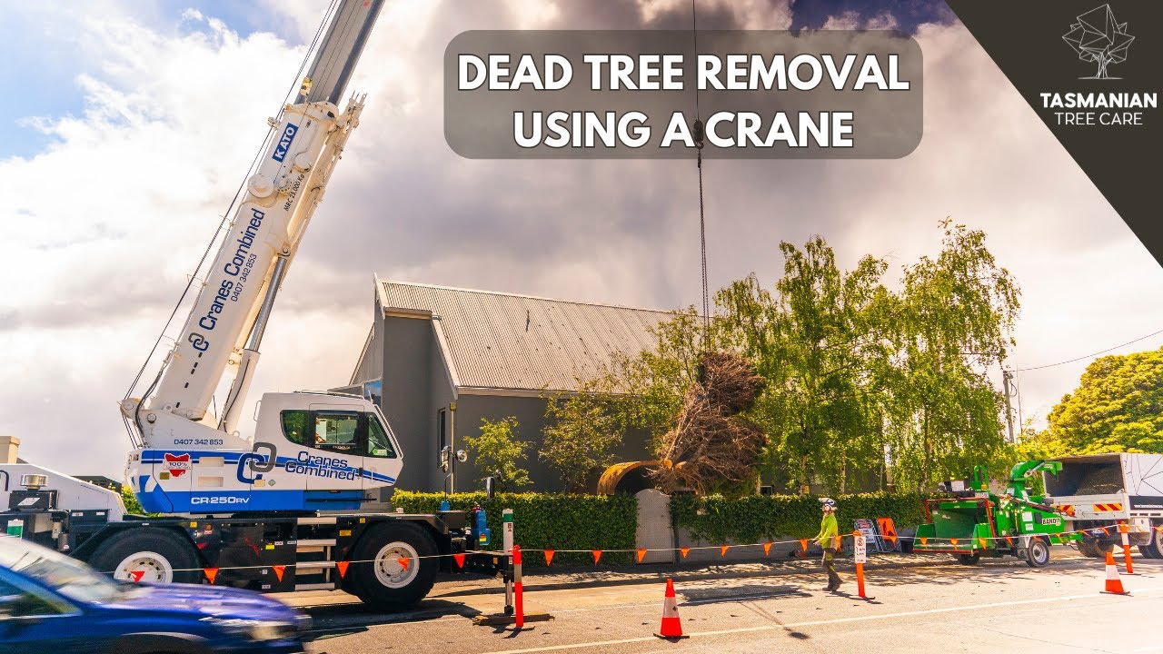 TREE REMOVAL USING A CRANE  - SANDY BAY