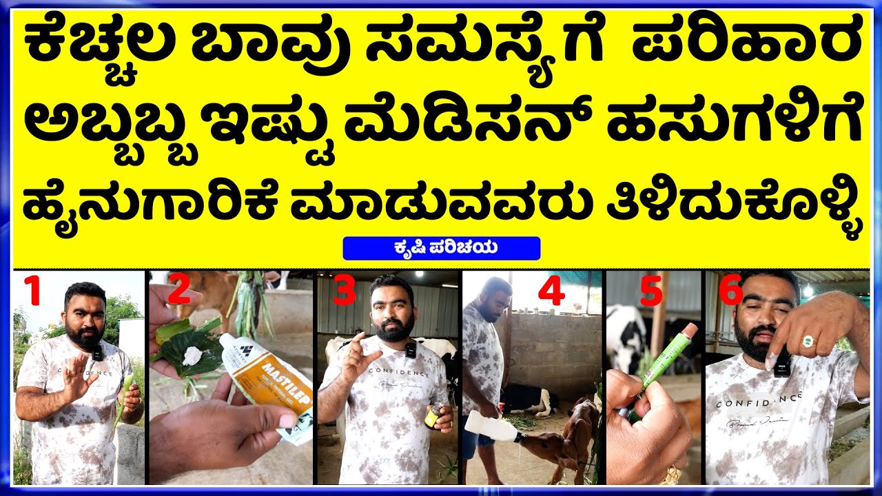 hainugarike information in kannada || Dairy Farming In Kannada || Mastitis in Cattle || it_Manoj