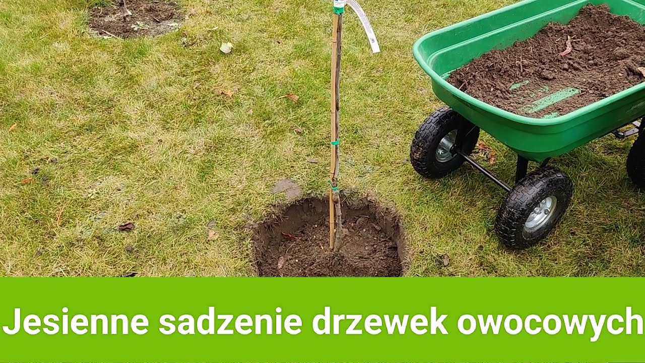 Jesienne sadzenie drzewek owocowych.