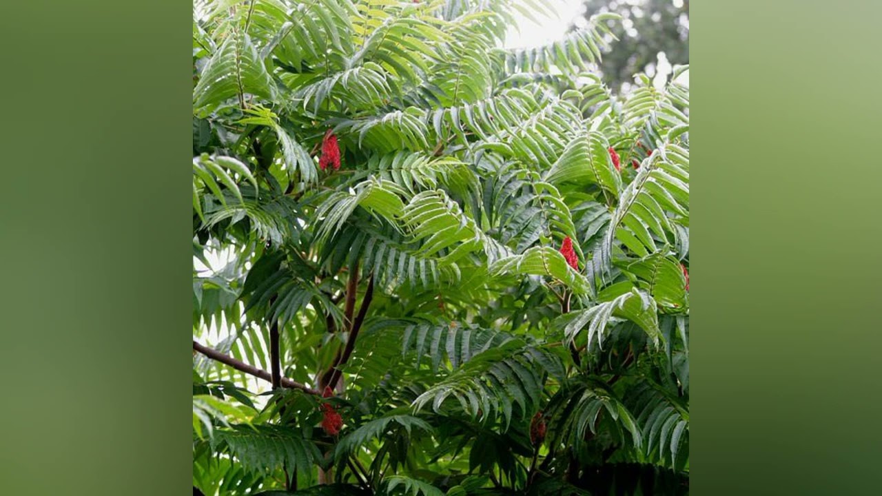 Ecetfa vagy b&aacute;lv&aacute;nya?(&aacute;lom)