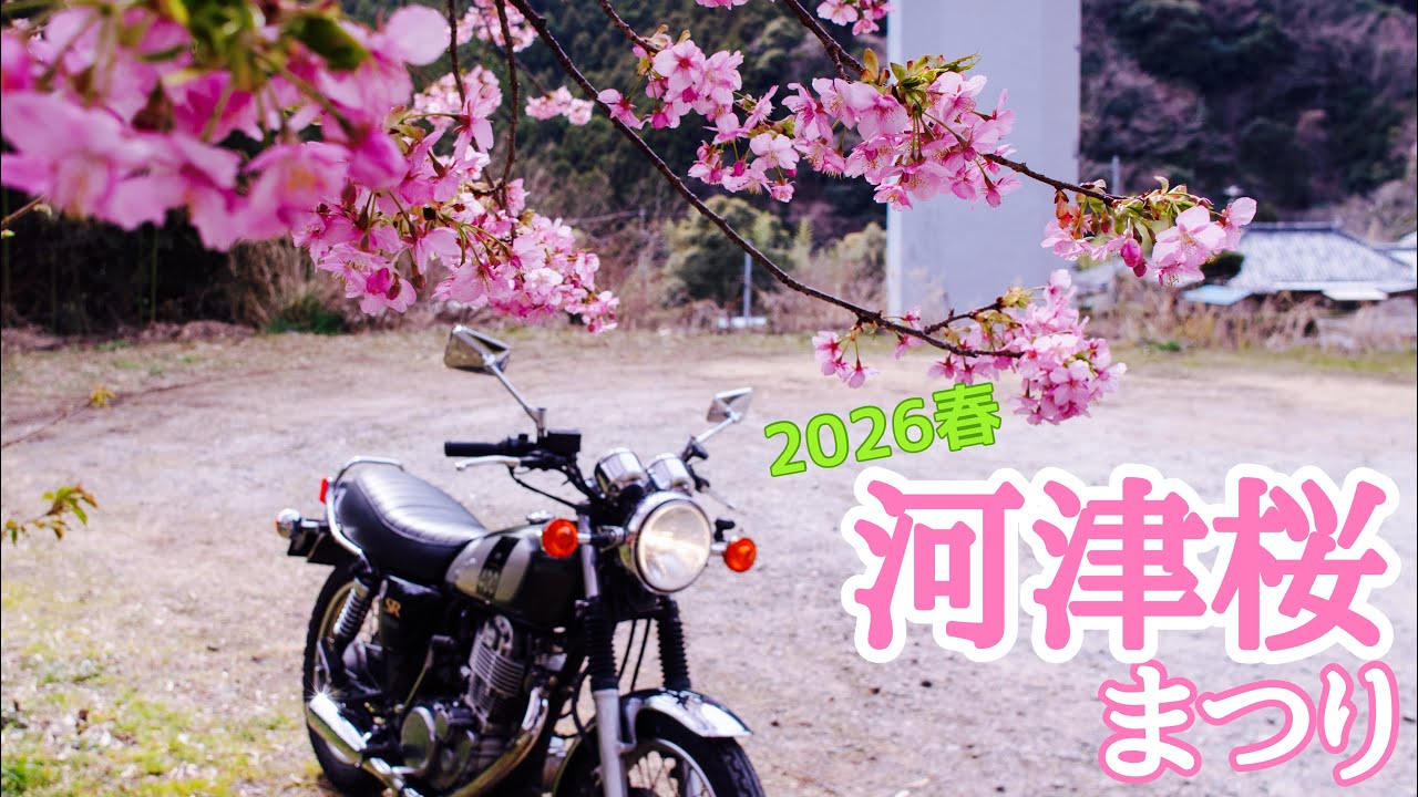 505.【2026年春】河津桜まつり満開見頃🌸【SR400】