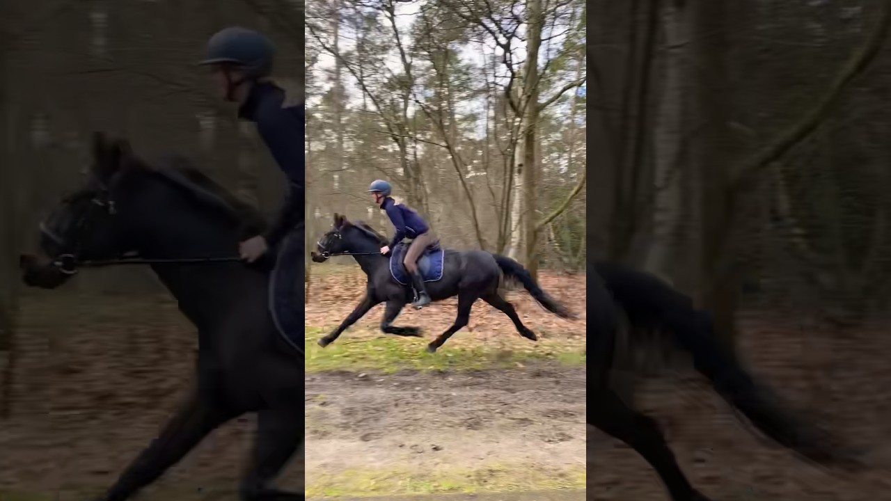 ZO SNEL kan mijn paard DRAVEN! 😳🚀