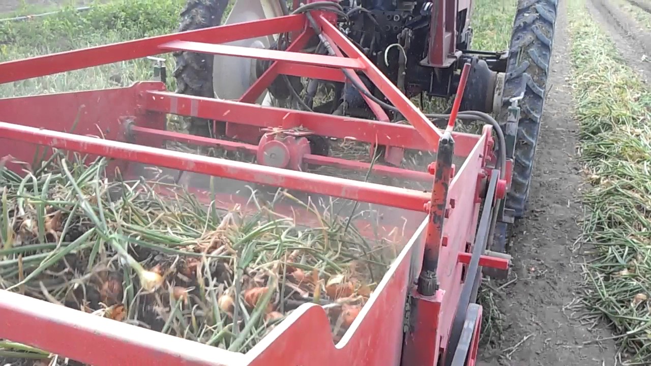 onion harvesting (Turkey)