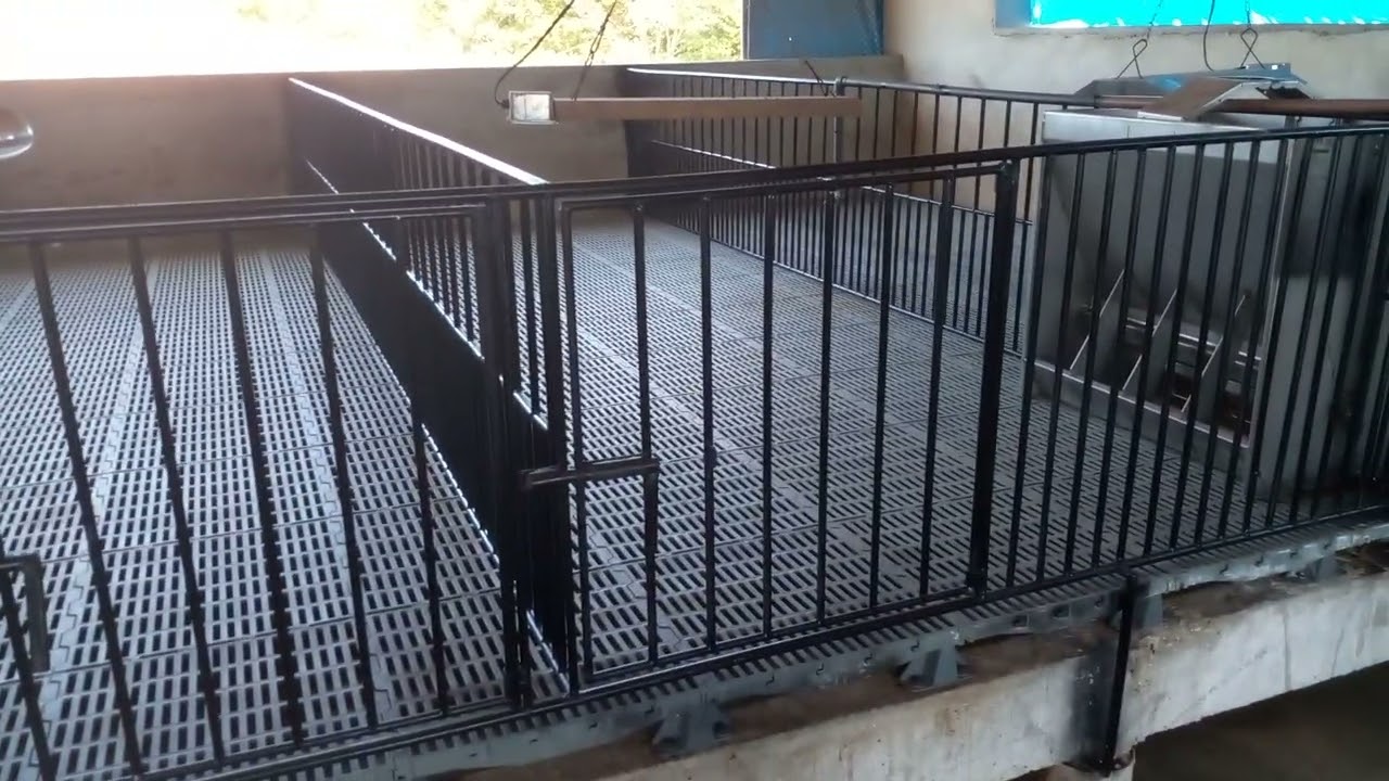 mostrando como ficou cheche  suinocultura aleixo Jurema pe