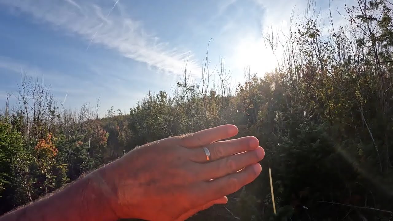 2025-09-17 - Morning woodcock hunt