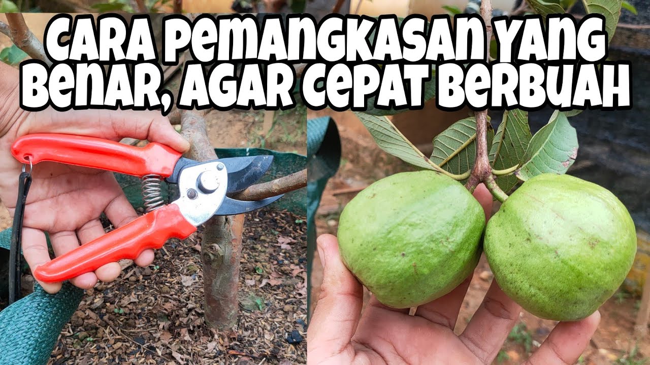 Cara Membuahkan Jambu Kristal Dalam Pot Sistem Pangkas