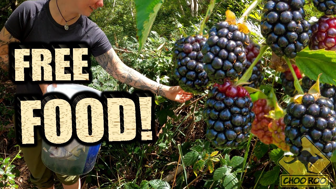 Foraging for BLACKBERRIES - Australia