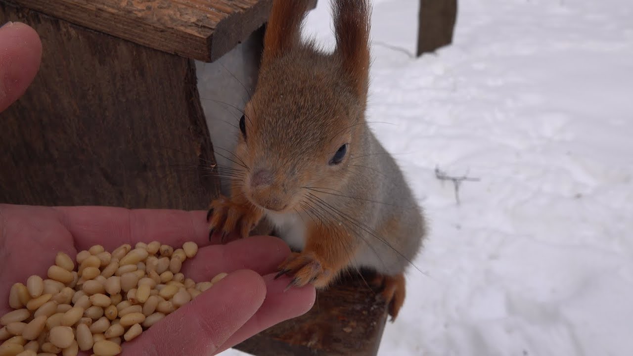 Старенькая белка / The old squirrel