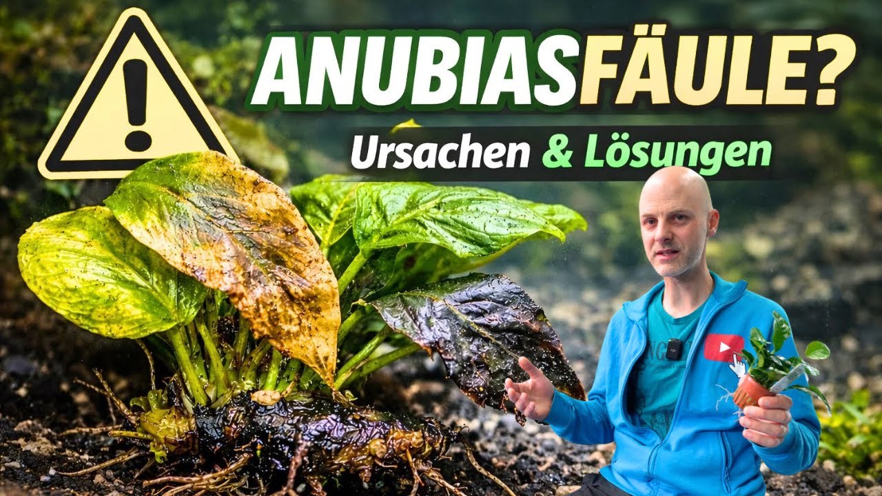 Warum Anubias plötzlich faulen – und was du tun kannst