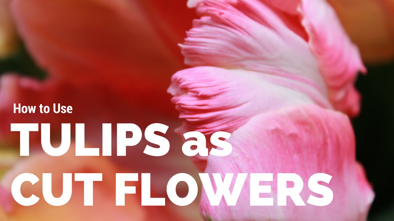 How to Cut Tulips to Use as Cut Flowers - Cut Flower Gardening for Beginners Series