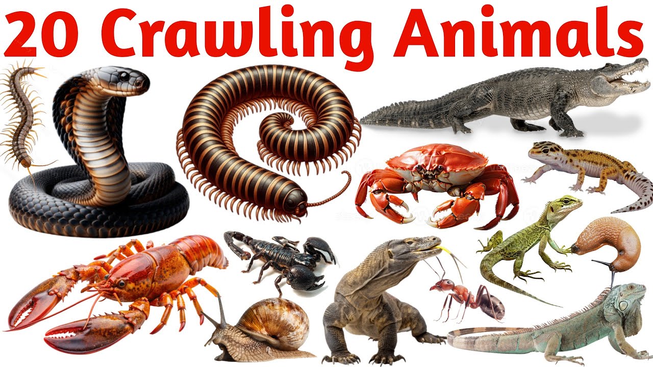 20 Crawling Animals Name in English | Insects and Reptiles for Kids Learning | Educational Video