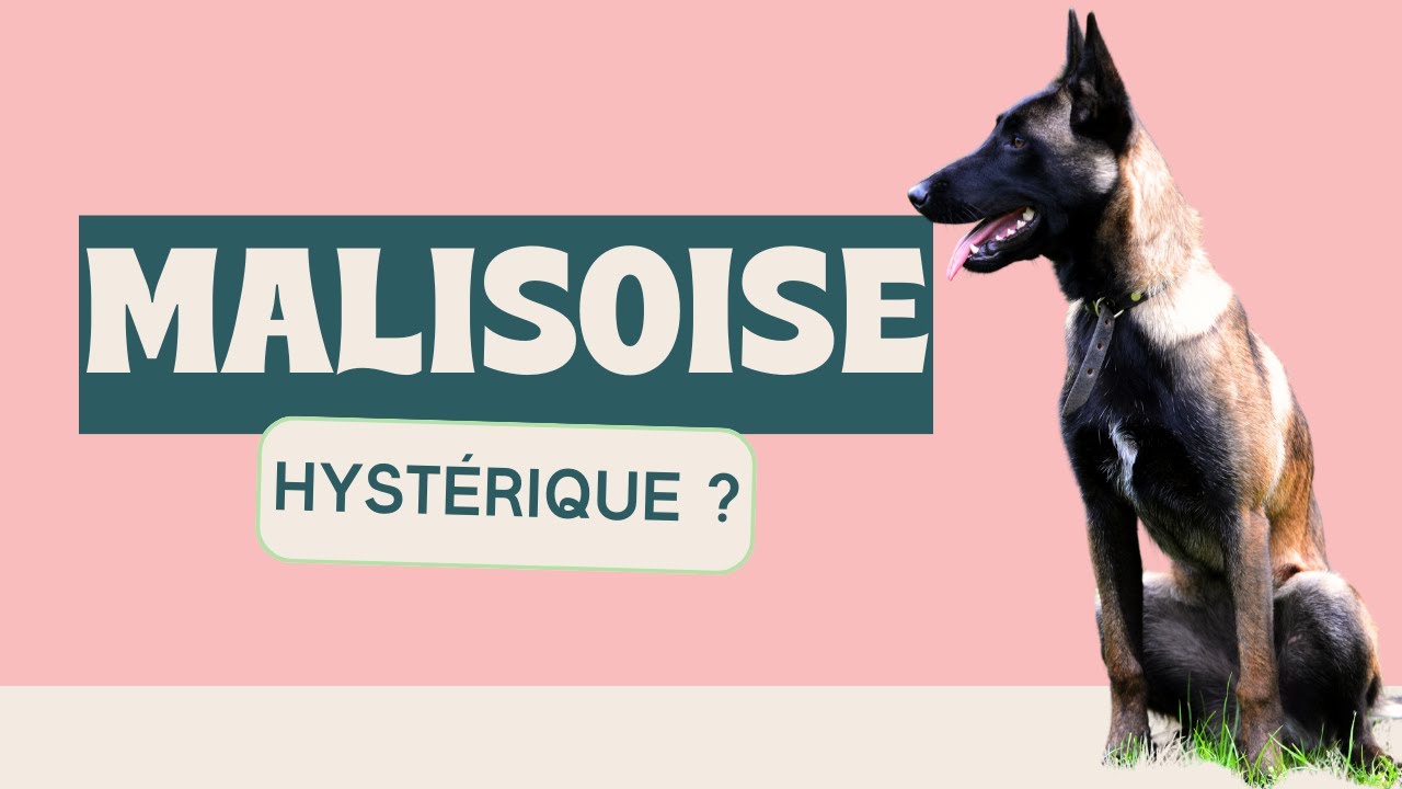 L'IMMERSION n'est jamais la SOLUTION pour les chiens RÉACTIFS!