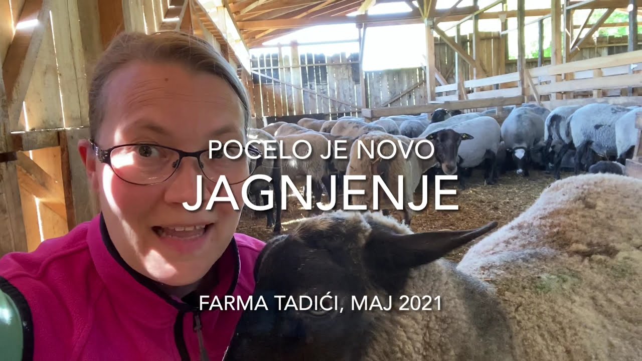 Romanovske ovce | Novo jagnjenje je počelo, većinom trojke do sad | Farma Tadići