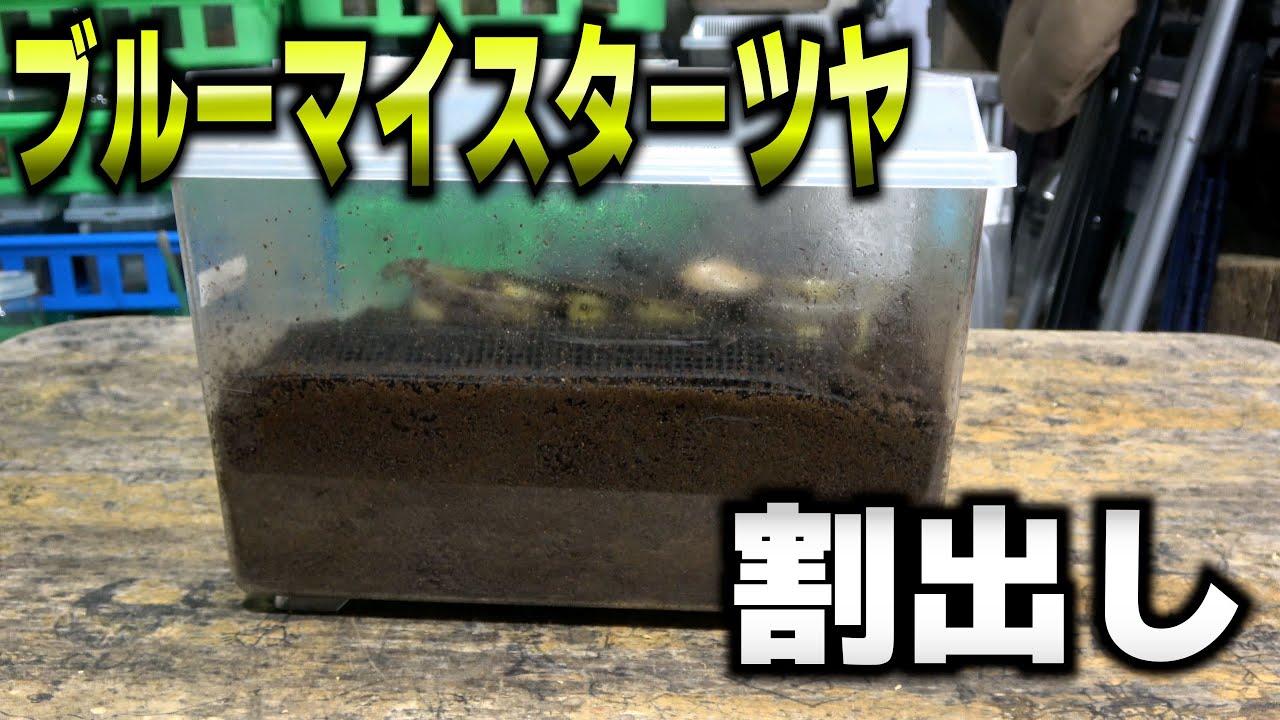 ブルーマイスターツヤクワガタ産卵セット割り出し