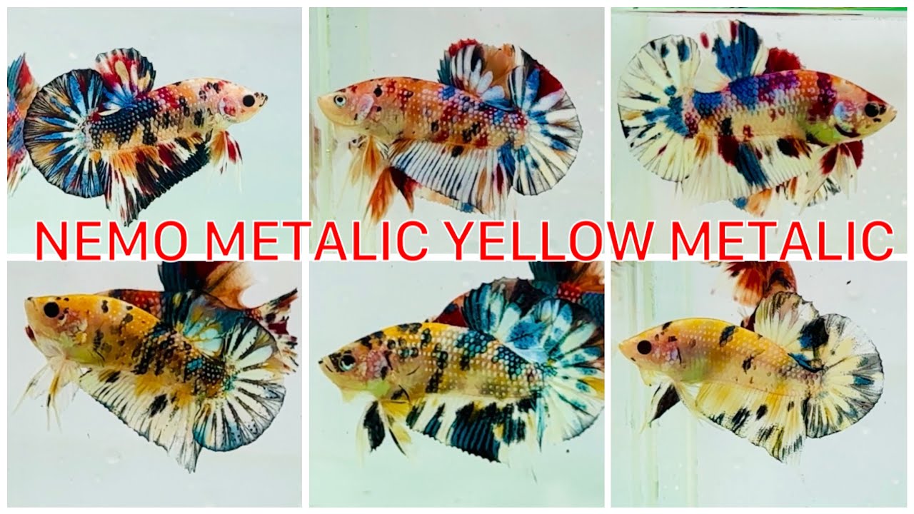 Clip 08-11. Nemo Metalic, Yellow Metalic, Metalic Copper giá rẻ 60,70,80k... Màu sắc đa dạng.