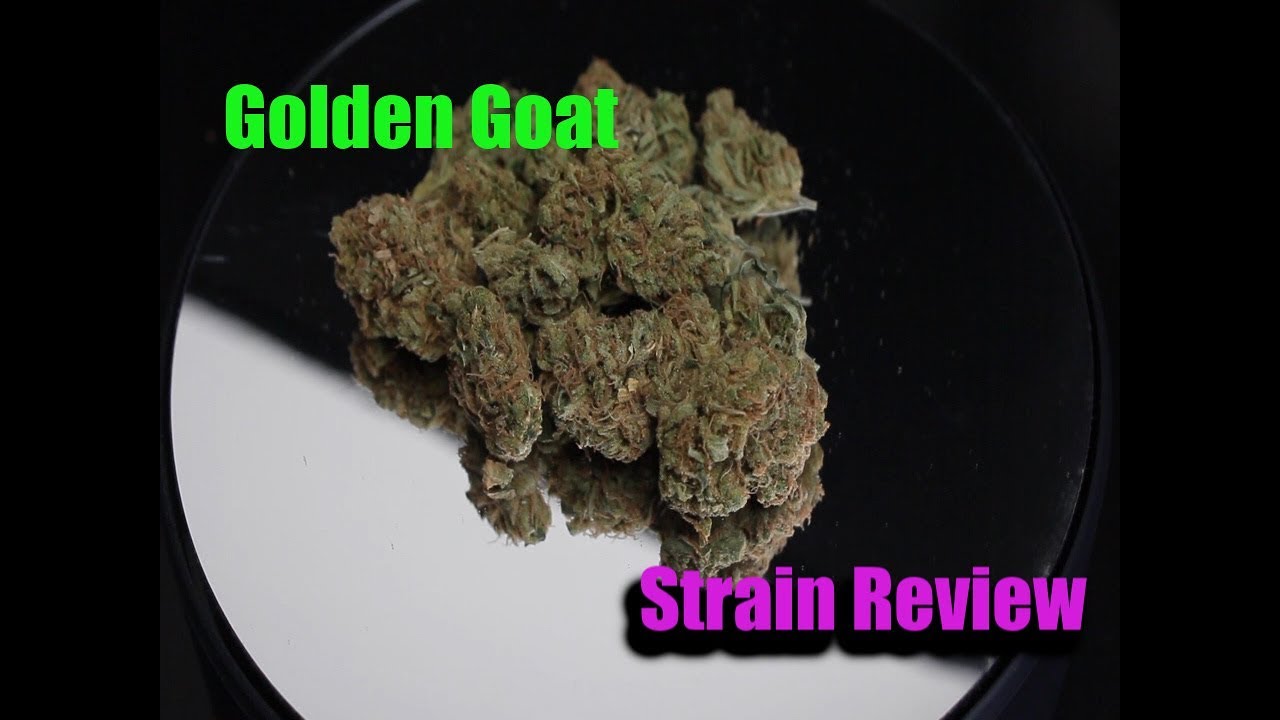 Golden Goat Strain Review