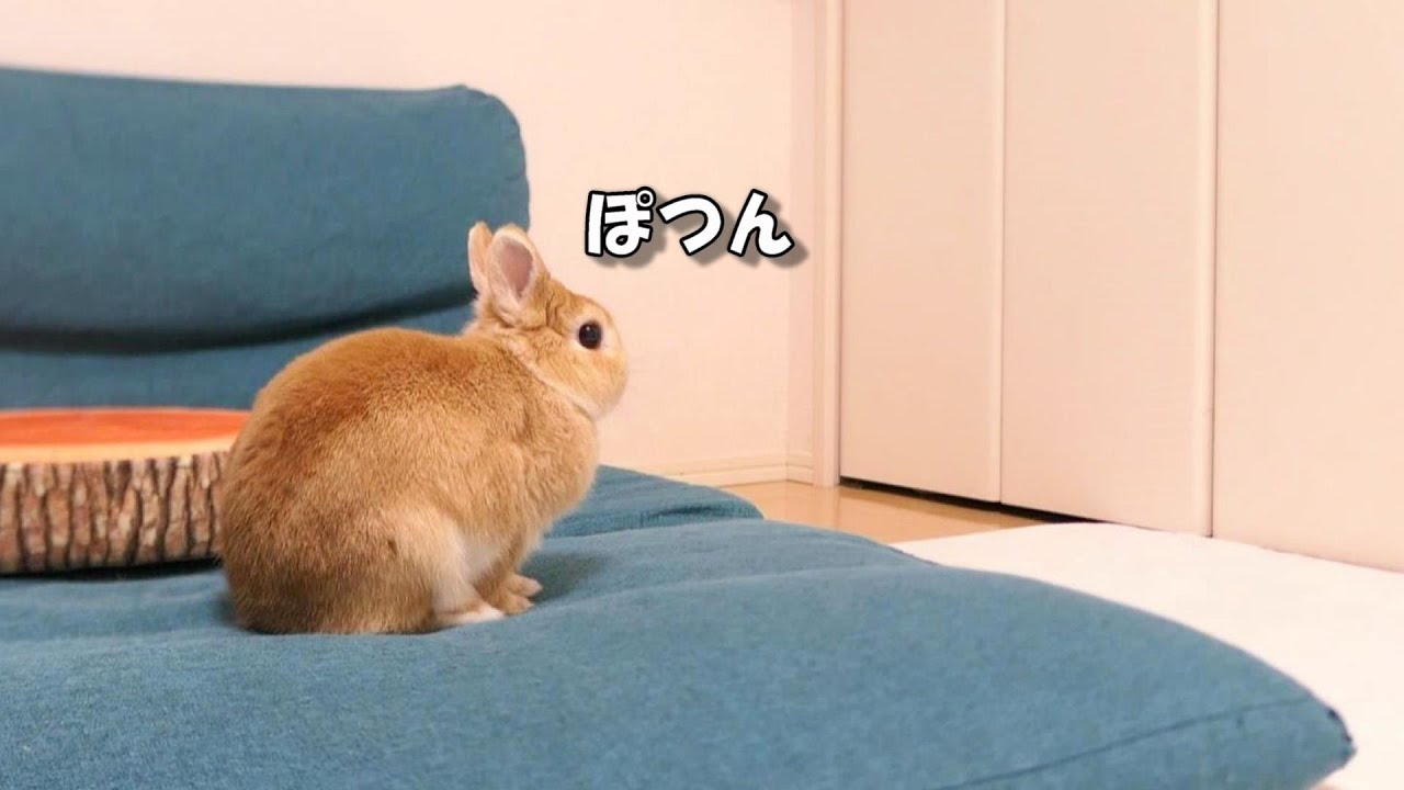 飼い主がいなくなって探し続けるウサギの姿に涙&hellip;
