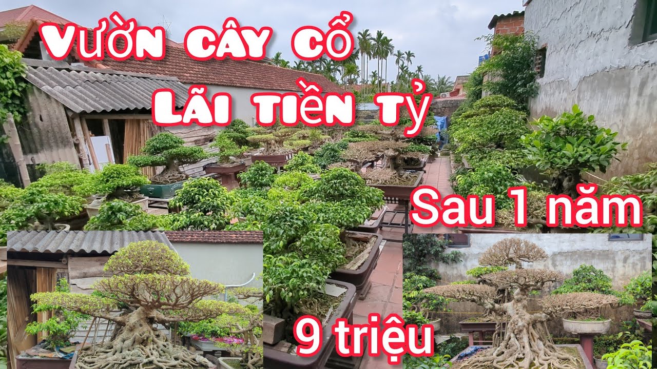 Mua 9 triệu cây trực cổ giờ lãi tiền tỷ  vẫn chưa bán được nghệ nhân chải chuốt rất đẹp và kỹ 