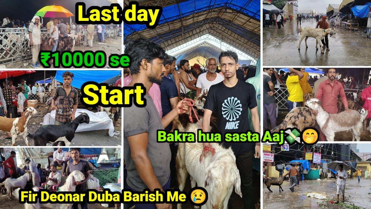 Deonar Bakra Mandi||deonar Bakra Mandi latest update 2023||Last day offer Bakra hua sasta 💸🤭