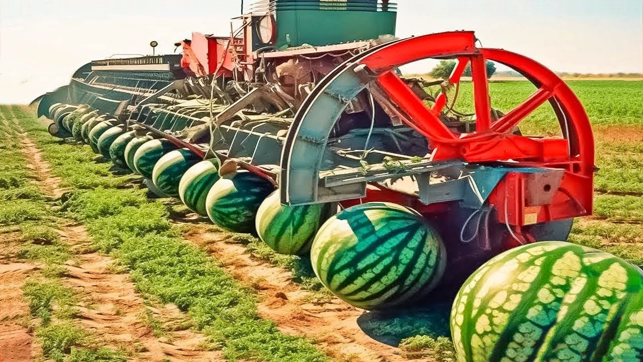 COMO se PRODUCEN millones de TONELADAS de SAND&Iacute;AS en ESTADOS UNIDOS🍉