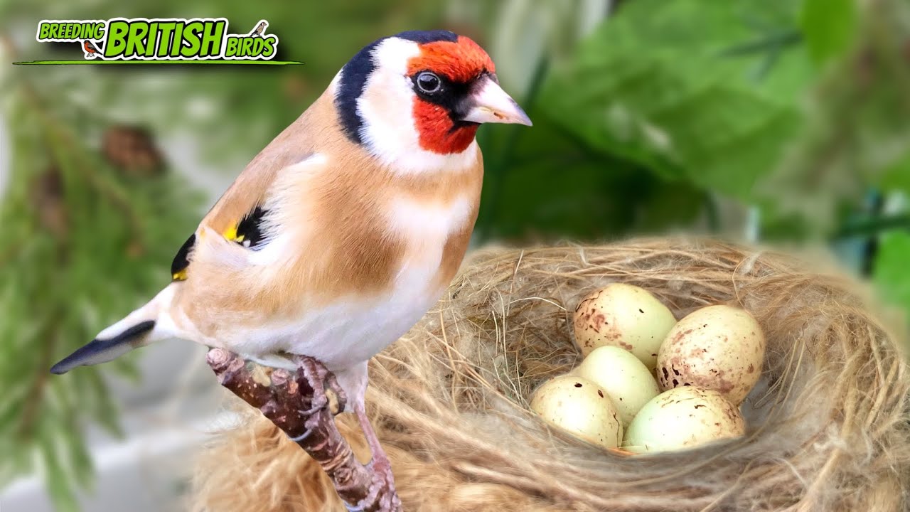Goldfinches & a Disaster! | Breeding British Birds S3:Ep12
