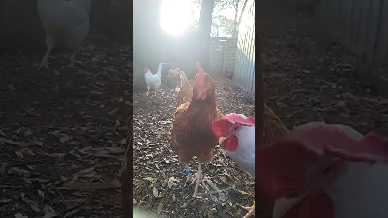 #Mama's Place is Live #chicken #lifeisbutadream #shorts #love #birds