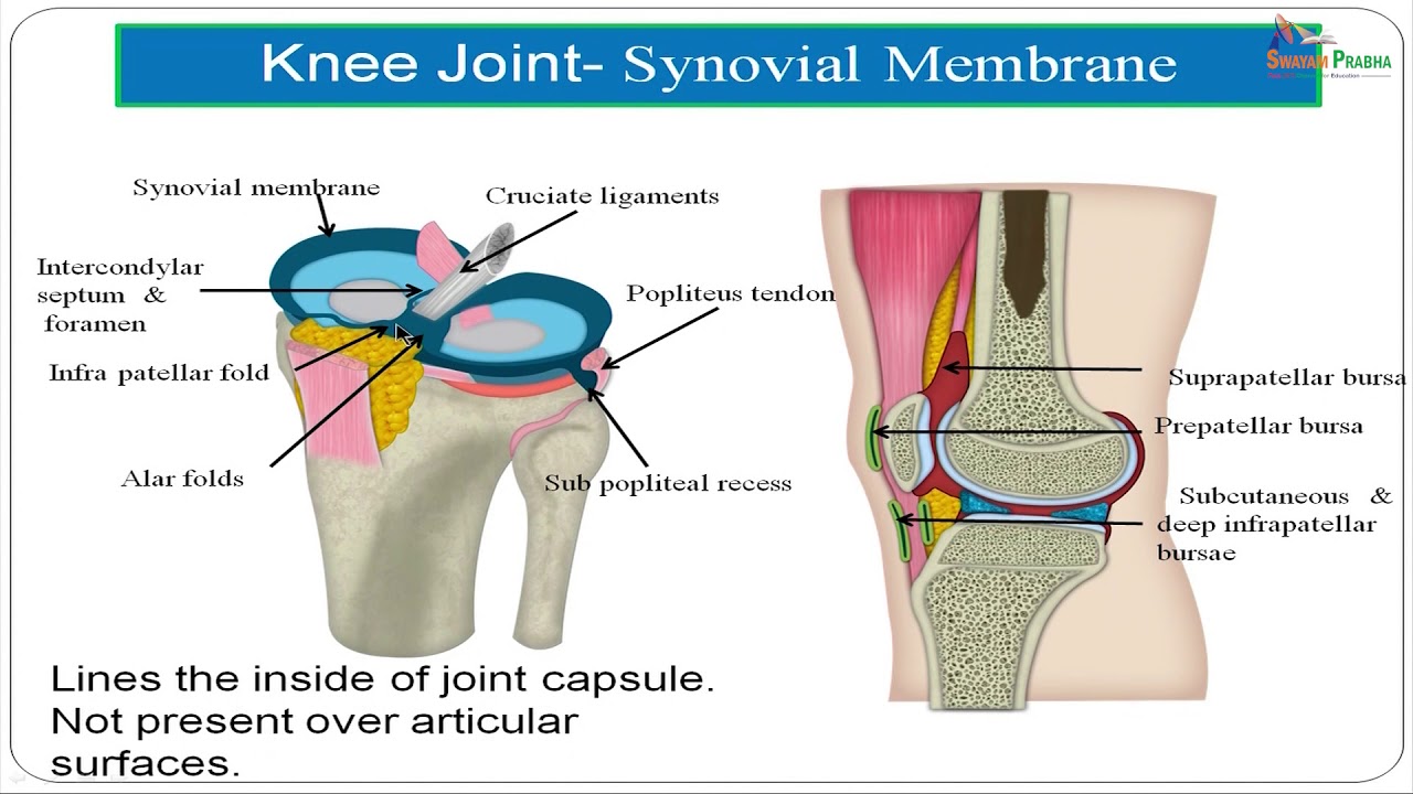 Knee Joint